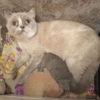 بریتیش با دوتا بچه