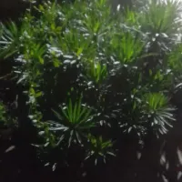 ‌‌گل و گیاه