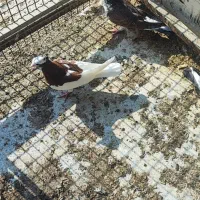 کفتر رنگی|پرنده|آذرشهر, |دیوار