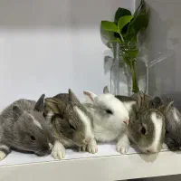 بچع خرگوش مینی