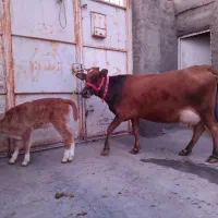 گاوگوساله دیجیتال