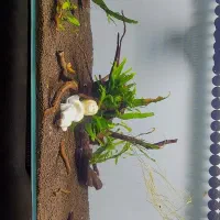 آکواریوم apa