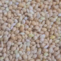 فروش گندم|لوازم جانبی حیوانات|شهر ری, علایین|دیوار