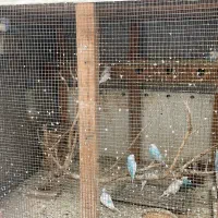 مرغ عشق|پرنده|بندر دیر, |دیوار