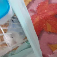 طوطی برزیلی|پرنده|رامشیر, |دیوار