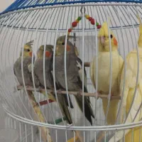 عروس هلندی دو تا 4ماهه