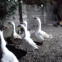 فروش پنج عدد قو غاز سالم و سلامت یک نر چهار ماده|حیوانات مزرعه|رشت, سیا اسطلخ|دیوار