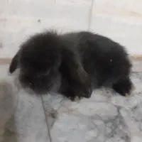 خرگوش|موش و خرگوش|کرمان, |دیوار