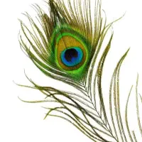 پرطاووس|گل مصنوعی|یزد, |دیوار