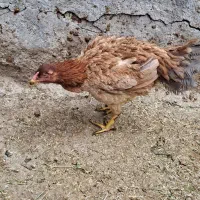 مرغ لاری اصل همراه با دو تا جوجه