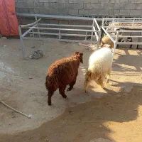 چهار عدد بره فروشی سه نر یک ماده|حیوانات مزرعه|برازجان, |دیوار