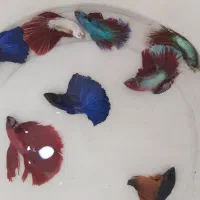 ماهی فایتر|ماهی|کرمان, |دیوار