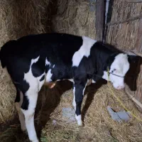 فروش گاووگوساله