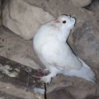دره شهر کفتر طوقی|پرنده|دره شهر, |دیوار