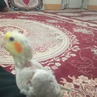 عروس هلندی|پرنده|بیرجند, |دیوار