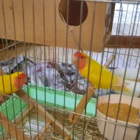 فروش طوطی برزیلی|پرنده|نهاوند, |دیوار