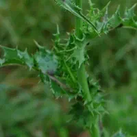 فروش حواله سمند سورن پلاس