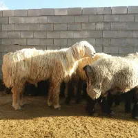 باسلام فروش ۳راس کاوه قوچ بختیاری سنگین وزن