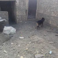 سک نر 2ساله ژرمن شیپر اصل|سگ|جعفرآباد, |دیوار