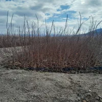 نهال پسته یکساله