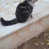 گربه|گربه|اردکان, |دیوار