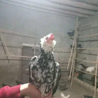 تخم مرغ نطفه دار