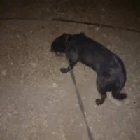 سگ پاکوتاه آمریکایی