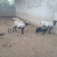 میش رومانوف