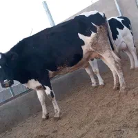 گاوشیری وتلیسه ابستن