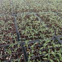 نشاگوجهفرنگی بدرو وبریویو دستگیردریافت سفارش کاشت|خدمات باغبانی و درختکاری|مرودشت, تخت جمشید|دیوار