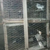 کبوتر