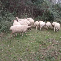 گوسفندحامله وزنده موجودهست|حیوانات مزرعه|ماسال, |دیوار