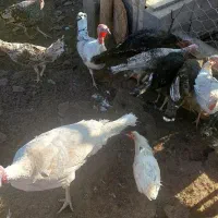 جوجه بوقلمون محلی|حیوانات مزرعه|شهر بابک, |دیوار