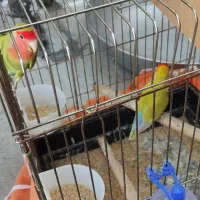 طوطی برزیلی