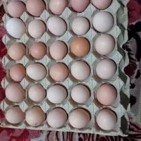 تخم مرغ محلی