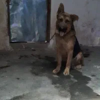 سگ ژرمن نگهبان|سگ|رشت, پسیخان|دیوار