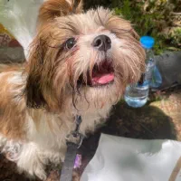 بستری و پانسیون حیوانات