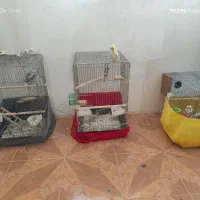 عروس جفت وجوجه