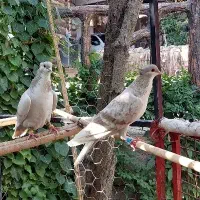 جفت لایه رسمی کلاهی . نر بدرنگ رسمی