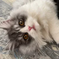 گربه نر آماده  جفت گیری.سالم وسرحال.دارای شناسنامه