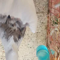 طوقی هفت رنگ شکلاتی،دم سیاه|پرنده|جم, |دیوار