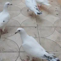 تخم کبوتر آلمانی فروشی