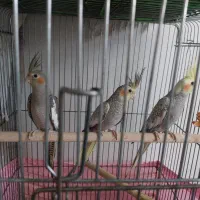 سه تا عروس هلندی ۴ ماهه