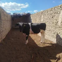 گوساله نر کشتاری