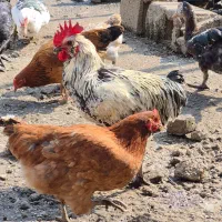 مرغ و خروس|حیوانات مزرعه|رشت, کوی قدس|دیوار