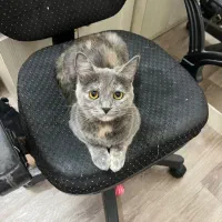بچه گربه اسکاتیش راشن بلو