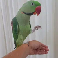 شاه طوطی