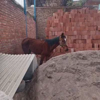 اسب نر|اسب و تجهیزات اسبسواری|کرمان, |دیوار