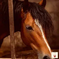 کار در مزرعه پرورش اسب