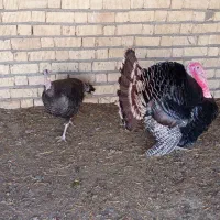 یه جفت بوقلمون نر و ماده